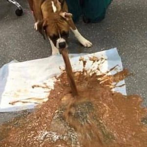 Meet your Posher, Chas paul